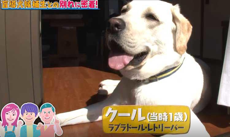 感動 涙の別れ 盲導犬を目指すワンちゃんと少女の物語