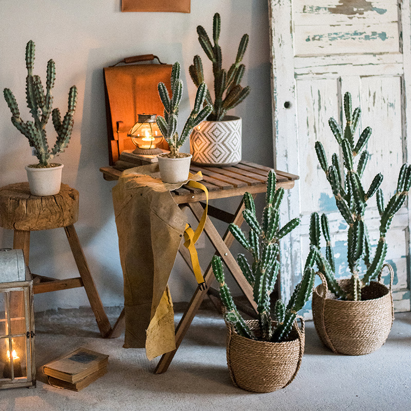 【掬涵】墨西哥刺鱗仙人掌盆景模擬植物綠植裝飾擺件另類藝術風格