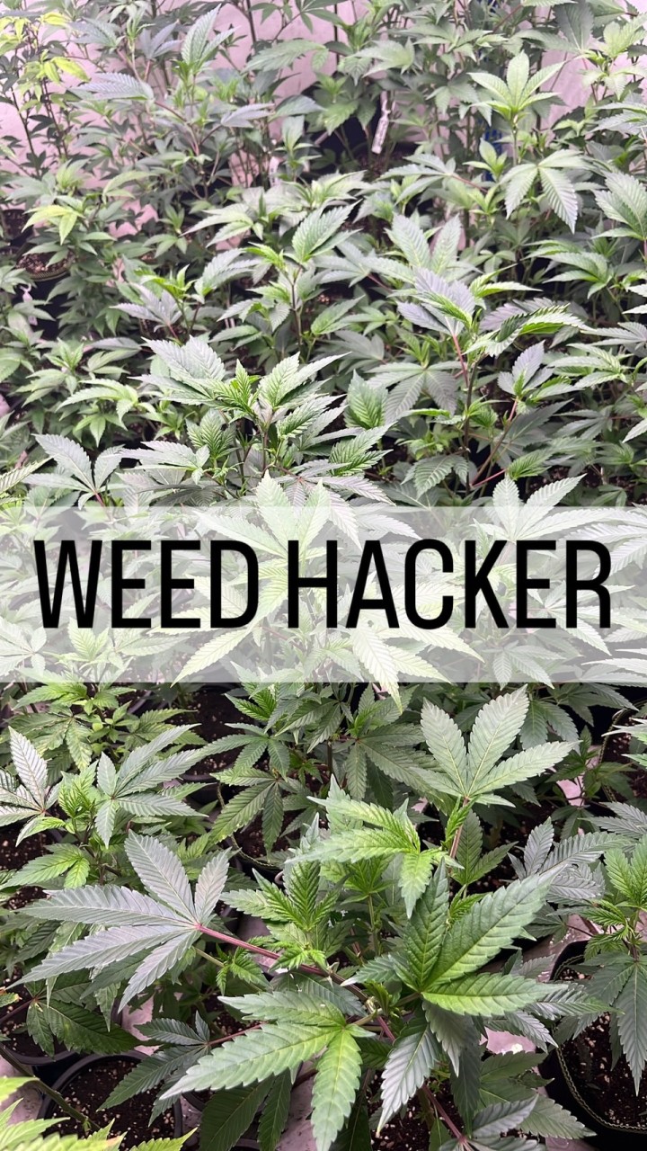 OpenChat Weedhacker Sale