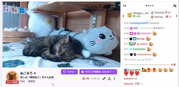 猫好きネット民の絆は海を超える 東京の片隅で暮らすネコチャンたちが海外から注目を浴びているわけ