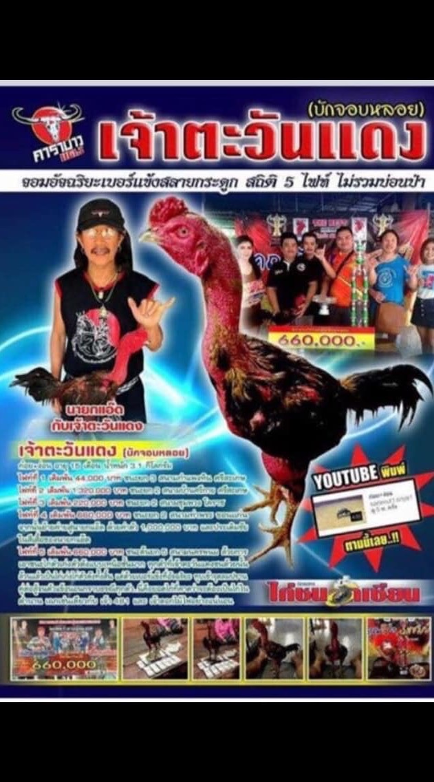 สาคร2019 ไก่ไทย_ไก่ชน