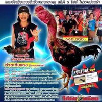 สาคร2019 ไก่ไทย_ไก่ชน