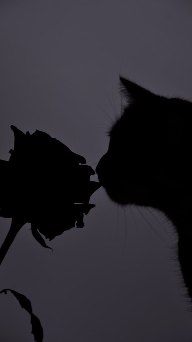 猫耳生えちゃった　¿?　⌒　HQ固定
