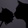 猫耳生えちゃった　¿?　⌒　HQ固定