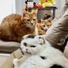 とろろこんぶ🐱配信時間告知用🐱