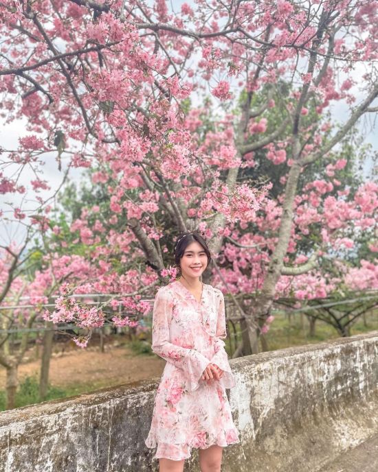 新社櫻花秘境,台中新社景點