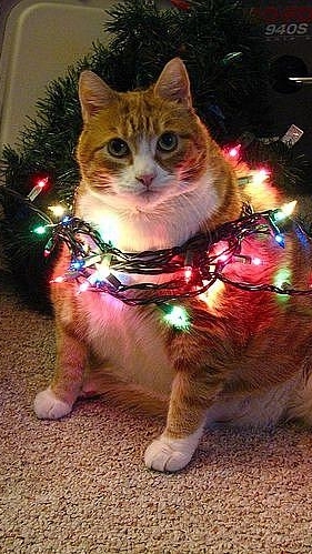 Engineer จับฉลาก