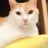 喵島ฅ^•ﻌ•^ฅ處關係✿⁠唱歌／遊戲／知識學習