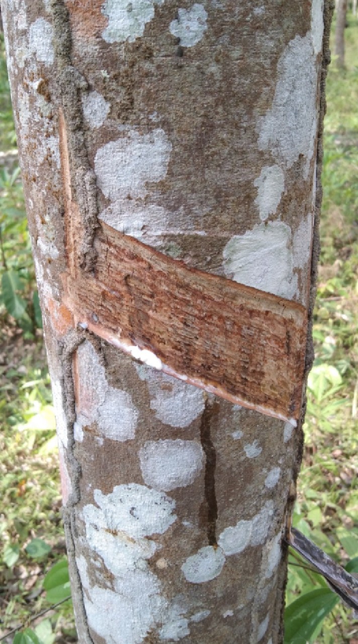 ต้ยาง