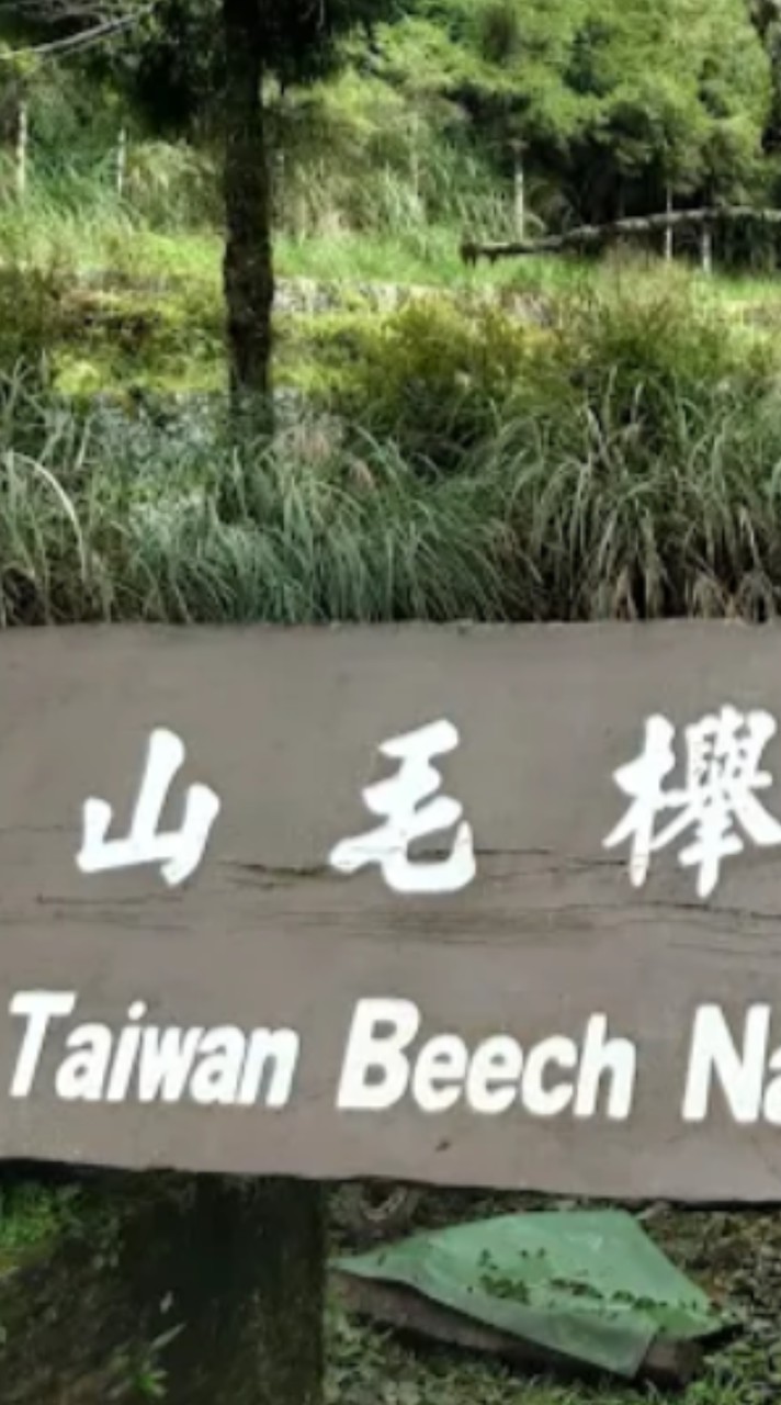 9/7日.山毛櫸國家步道，翠峰湖環山步道，望洋山步道