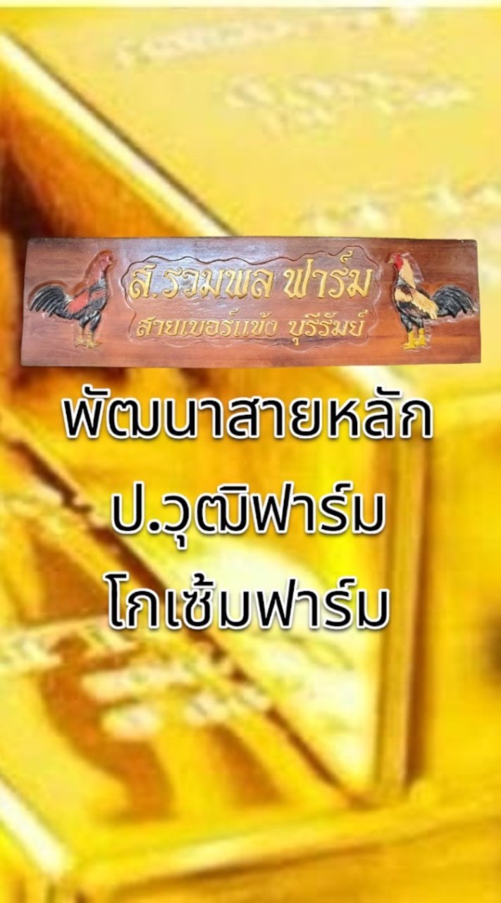 ส.รวมพลฟาร์มสู้สนามจริงพัฒนา ส.สนั่นฟาร์ม ป.วุฒิฟาร์ม,โกเซ้ม