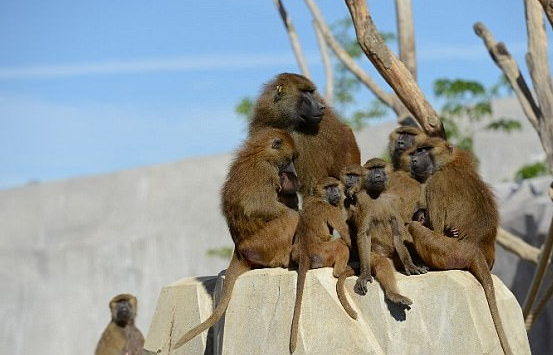 抓猴啦！巴黎動物園發生52隻狒狒集體「越獄」事件，近百名人力集結決戰猩球