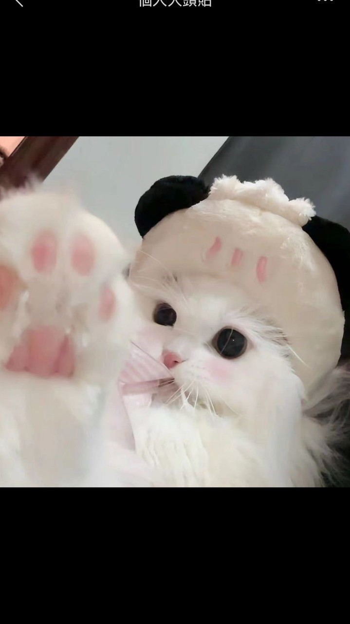 ZHの小衣櫥