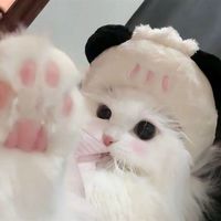 ZHの小衣櫥