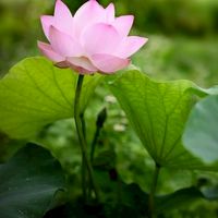 優活台客