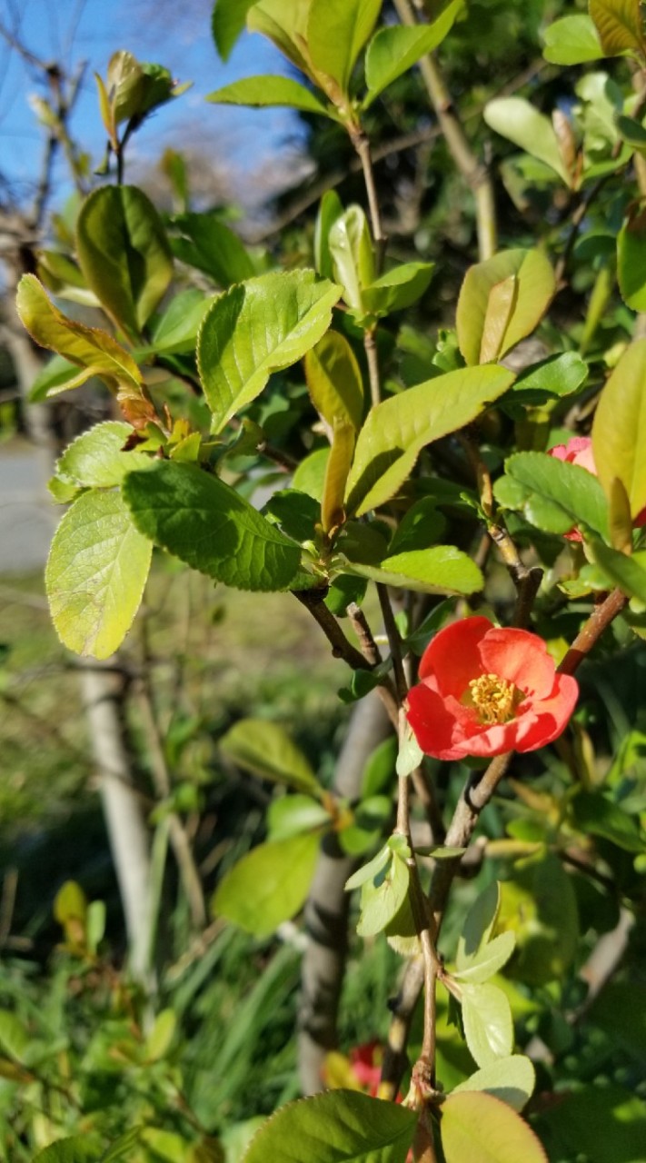 OpenChat 森田療法について語ろう🍅🌿