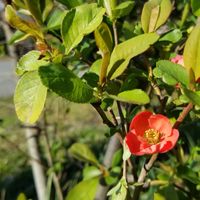 森田療法について語ろう🍅🌿