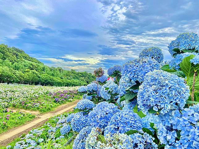 全台8大繡球花景點大公開 跟著夢幻繡球花季浪漫一夏 台灣旅行趣 Line Today