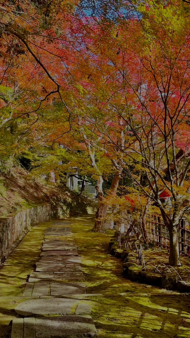 京都旅行情報