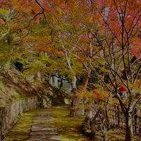 京都旅行情報