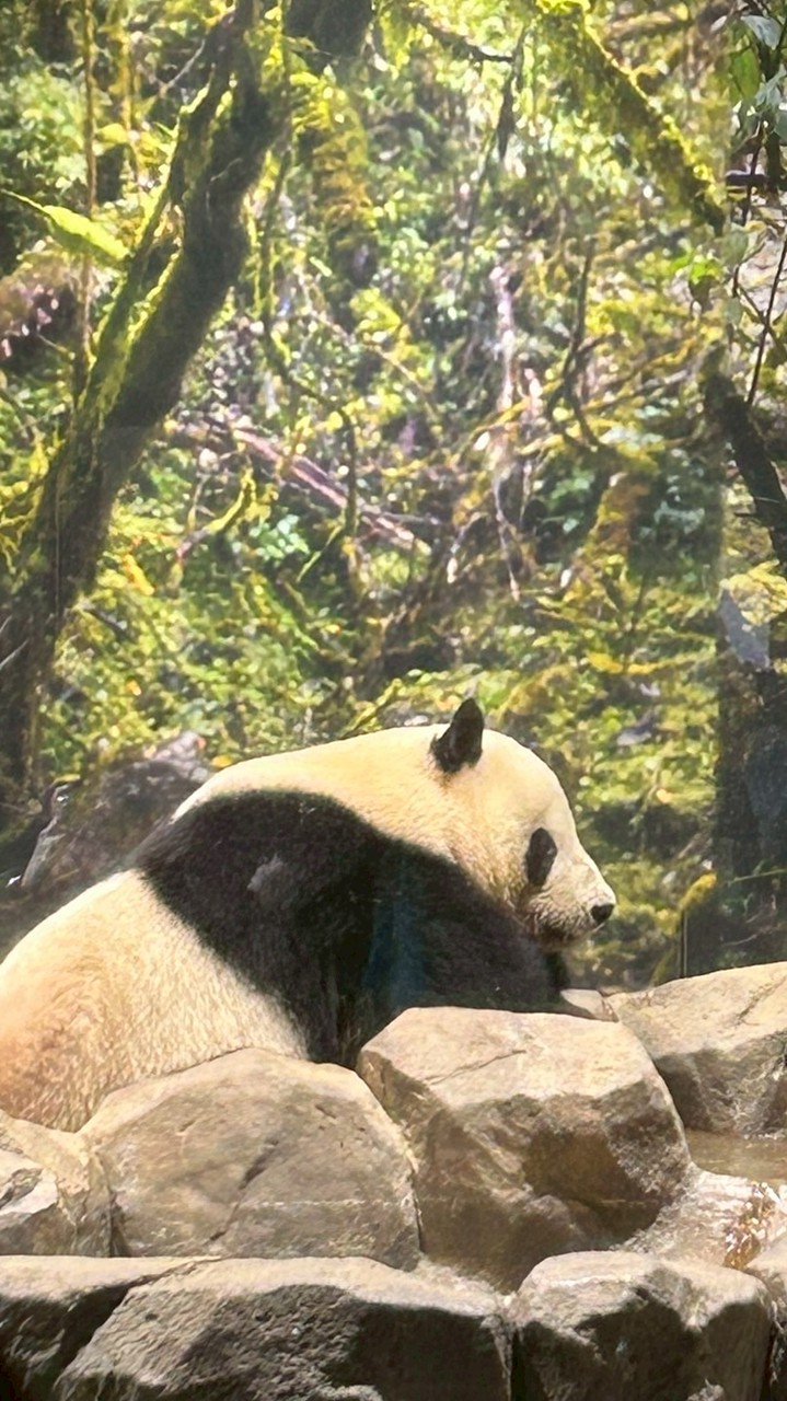 🐼たもーまるのオープンチャット