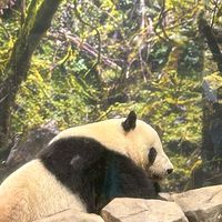 🐼たもーまるのオープンチャット