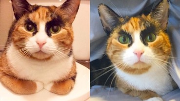 史上最霸氣的貓咪，只需一個眼神，奴才們都不敢抗旨了！