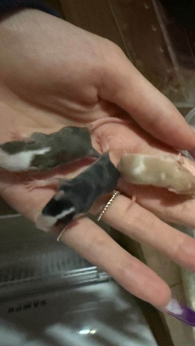 飼料鼠小白鼠買賣（台北中山）