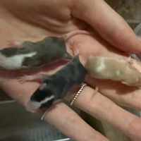 飼料鼠小白鼠買賣（台北中山）