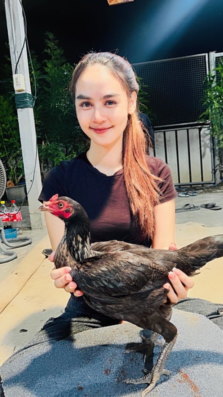 ฟ้า เก้าประการฟาร์ม 🐓(banfahKaichon)