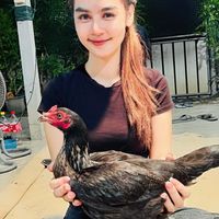ฟ้า เก้าประการฟาร์ม 🐓(banfahKaichon)
