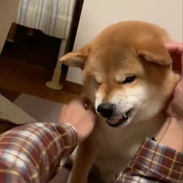 犬が飼い主さんに体をくっつける理由とは