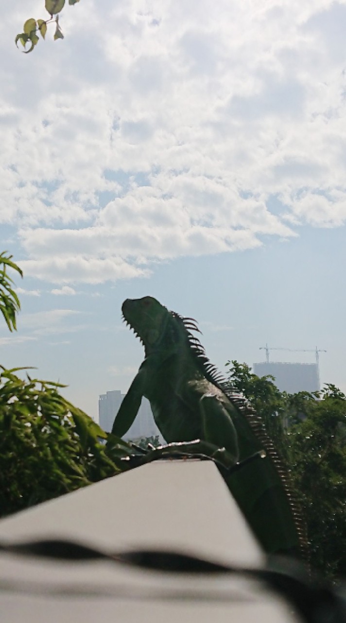 城市裡的藍面綠鬣蜥