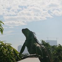 城市裡的藍面綠鬣蜥