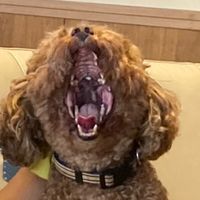 おいゴルァ雑談すんぞおい（？）