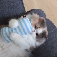 猫が好き過ぎて困る🙀