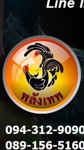 อาหารไก่ชน พลังเทพ