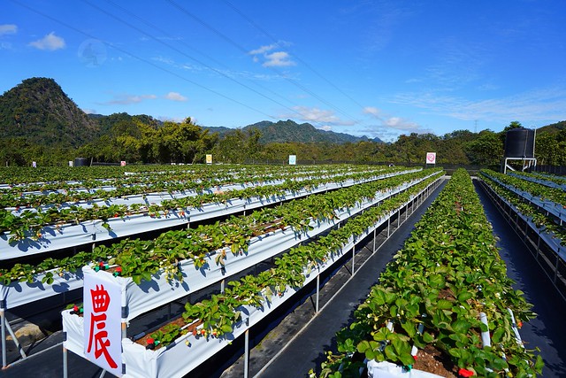 春香草莓農場