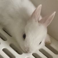 閒聊社群
