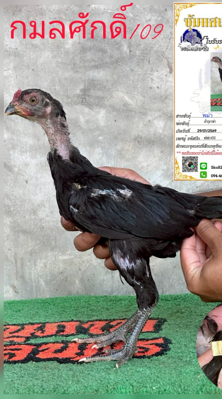 ซุ้ม​ป.กมล​ศักดิ์109