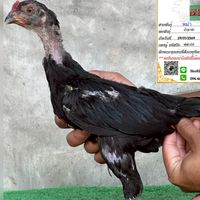 ซุ้ม​ป.กมล​ศักดิ์109