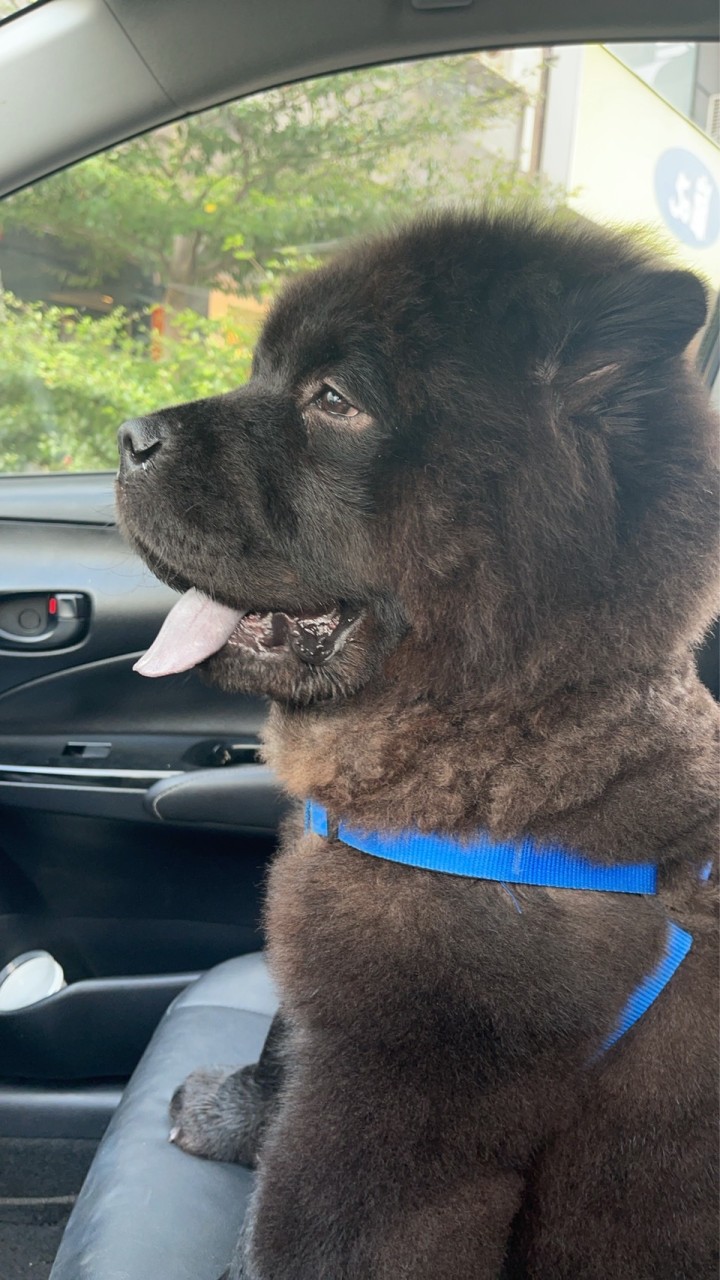 我愛鬆獅犬🐻熊熊兒