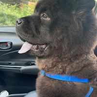 我愛鬆獅犬🐻熊熊兒