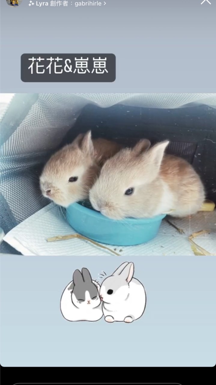 虎虎轉世🐰兔寶之家（荷蘭🇳🇱侏儒兔）