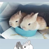 虎虎轉世🐰兔寶之家（荷蘭🇳🇱侏儒兔）