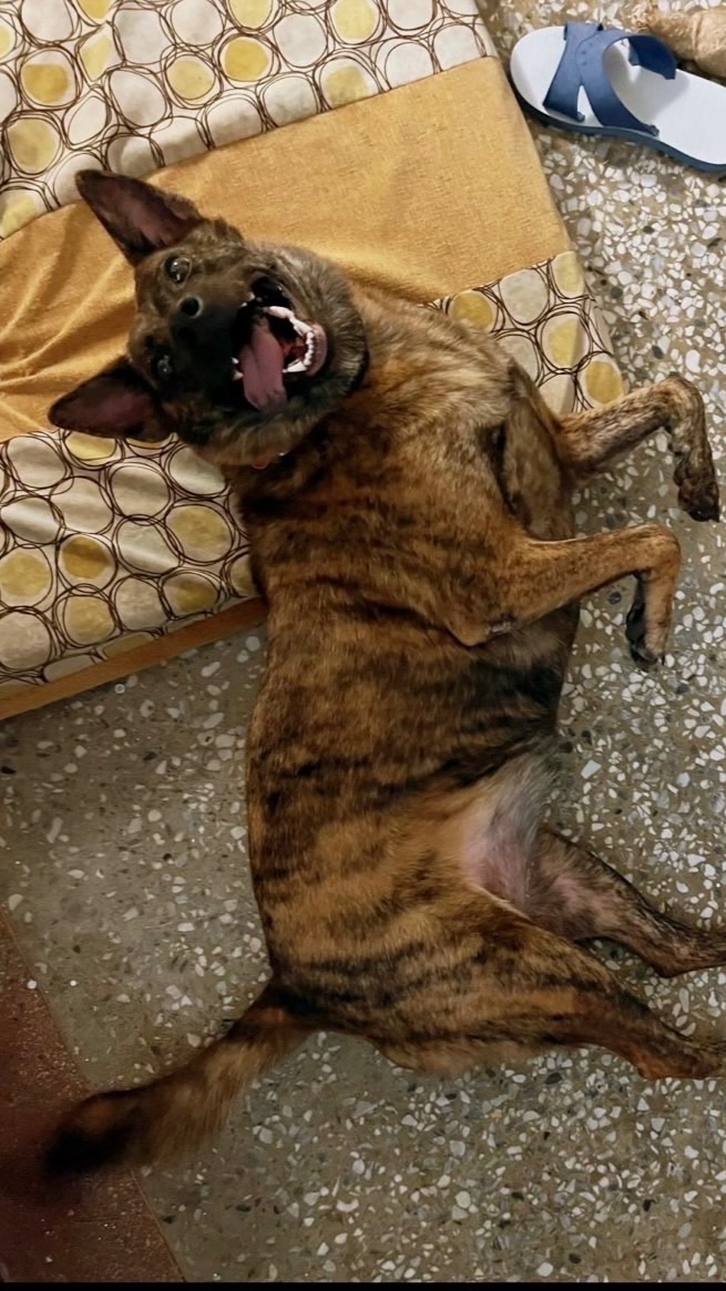 家有斑斑狗🐶