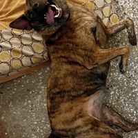 家有斑斑狗🐶
