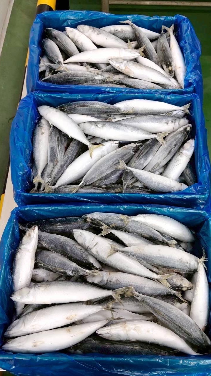 ปลาทูบ้านบัง#ปลาทูทั้งปี👳🏻🧕🏻