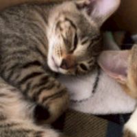 にゃんカフェ雑談ライトオプ