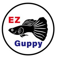 孔雀魚知識